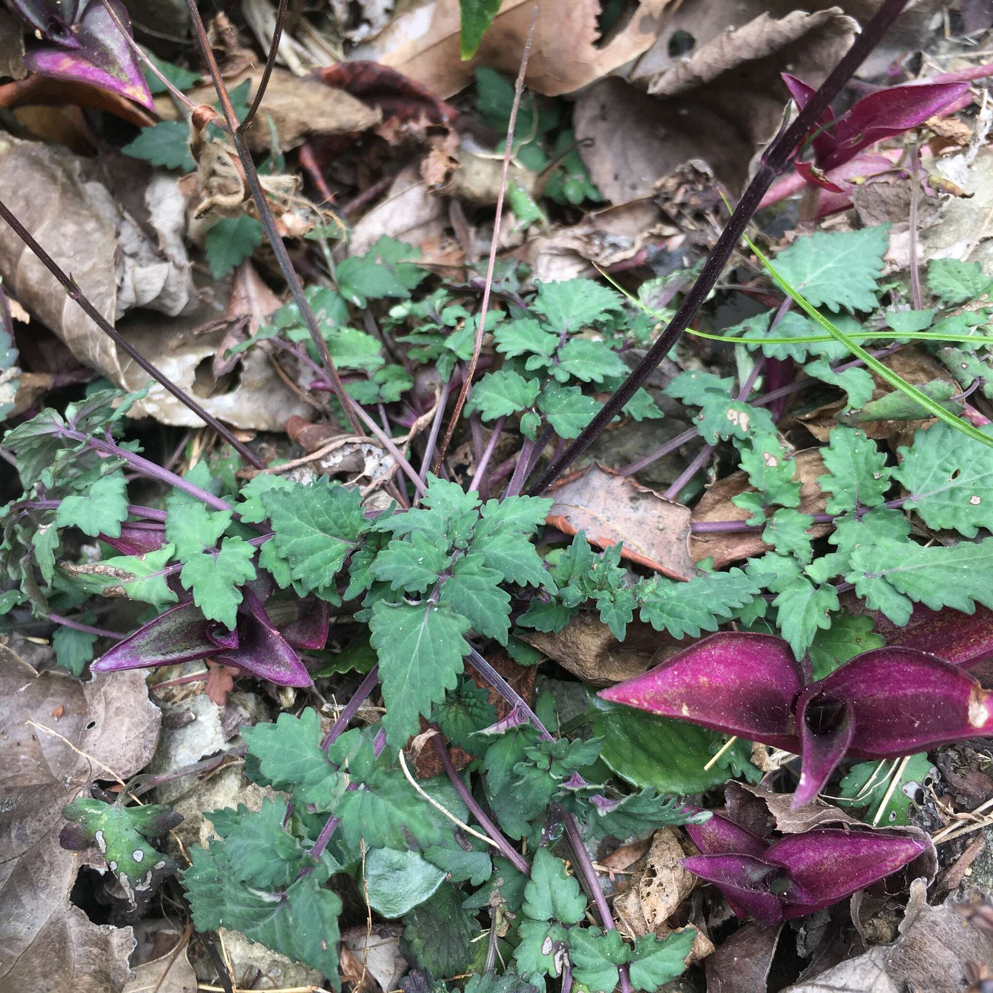 Image of Salvia hayatae Makino ex Hayata