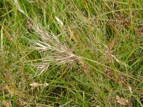 Image de Festuca vivipara (L.) Sm.