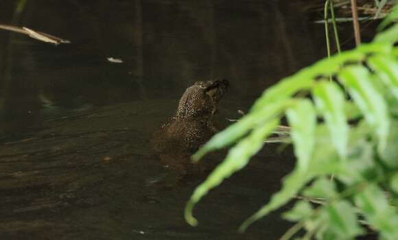 Image of Varanus palawanensis Koch, Gaulke & Böhme 2010