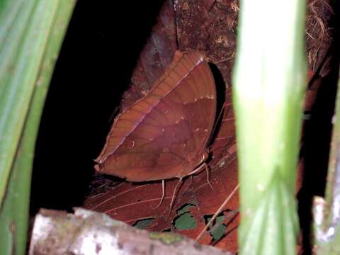 Image of Dark Jungle Glory