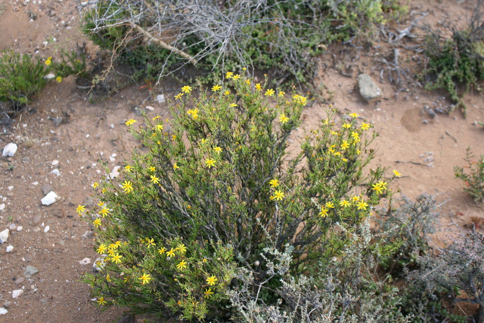 Image of Osteospermum microphyllum DC.