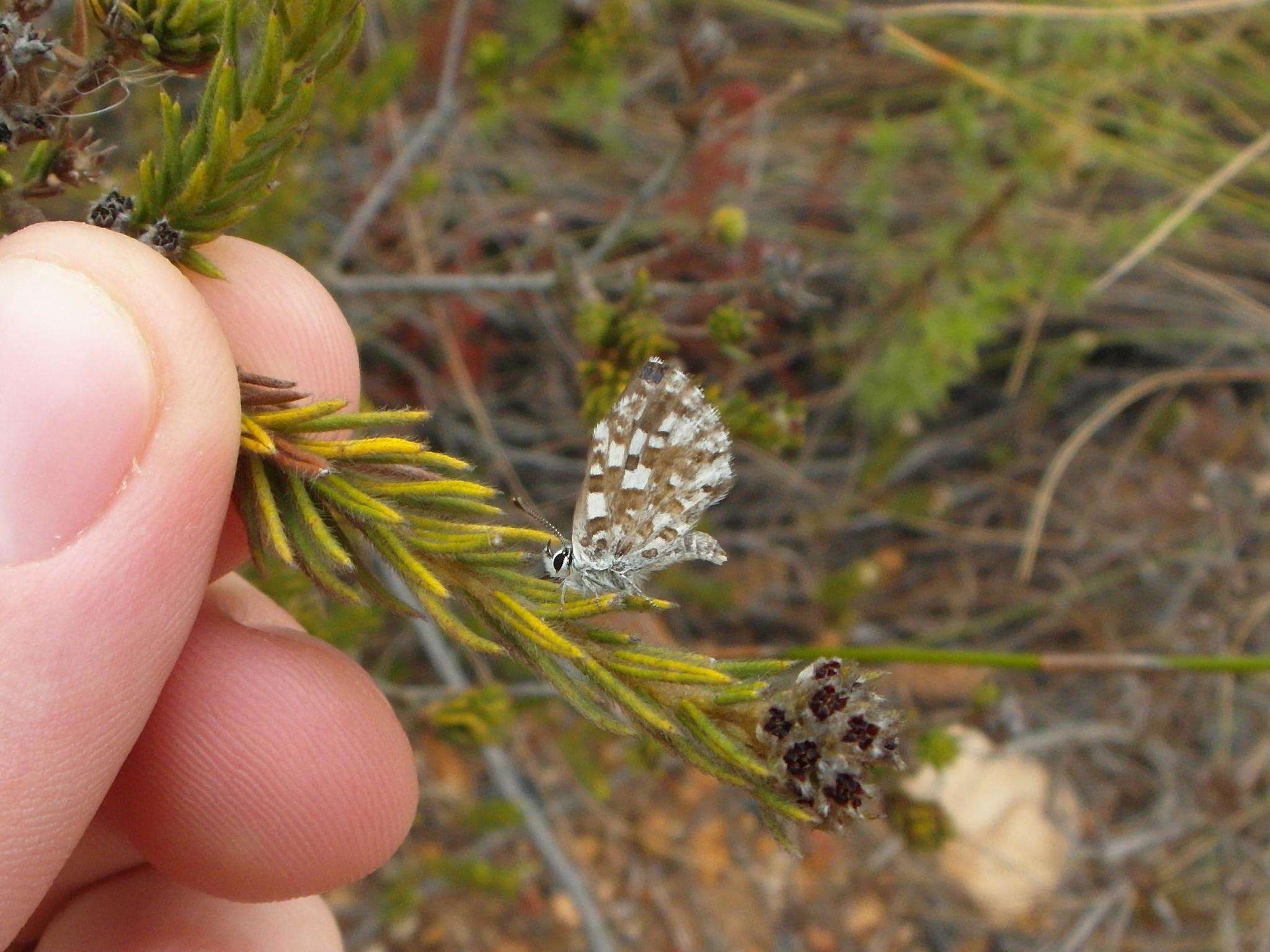 Слика од Tarucus thespis (Linnaeus 1764)