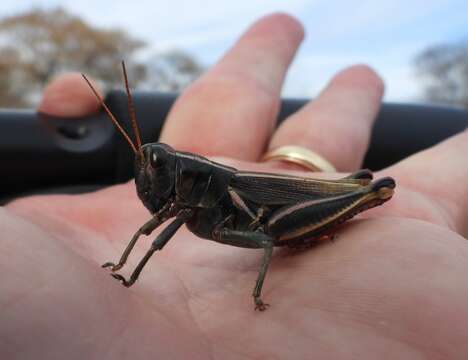 Melanoplus thomasi Scudder & S. H. 1897的圖片