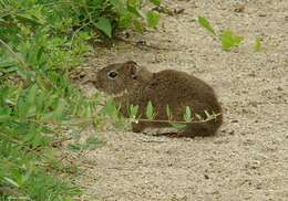 صورة Galea leucoblephara Burmeister 1861