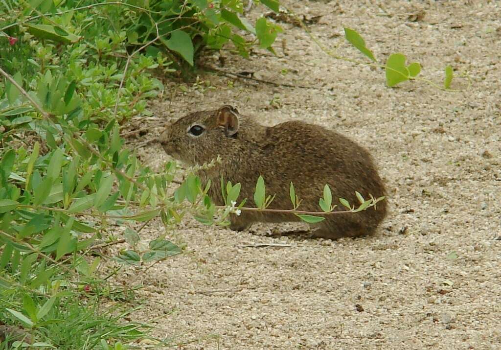 صورة Galea leucoblephara Burmeister 1861