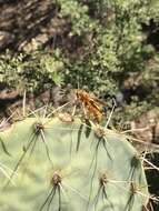 Слика од Polistes flavus Cresson 1868