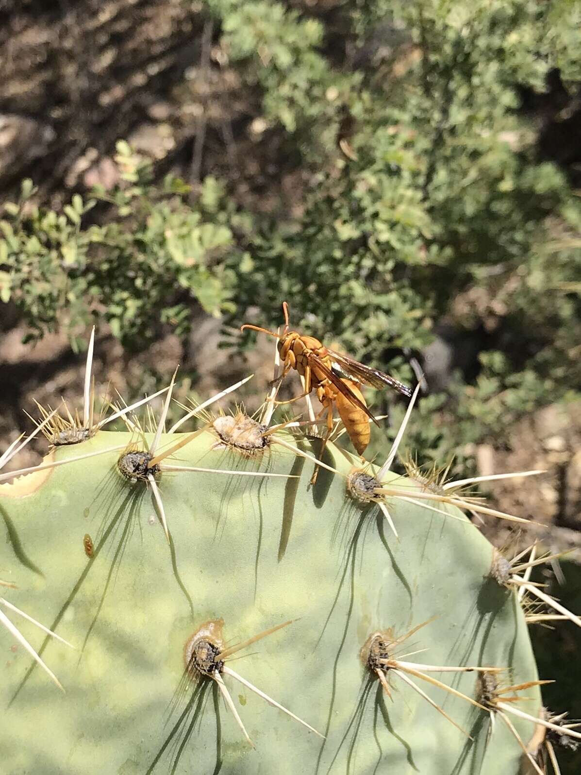 Слика од Polistes flavus Cresson 1868