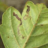 Image of Stigmella intermedia (Braun 1917) Wilkinson et al. 1979