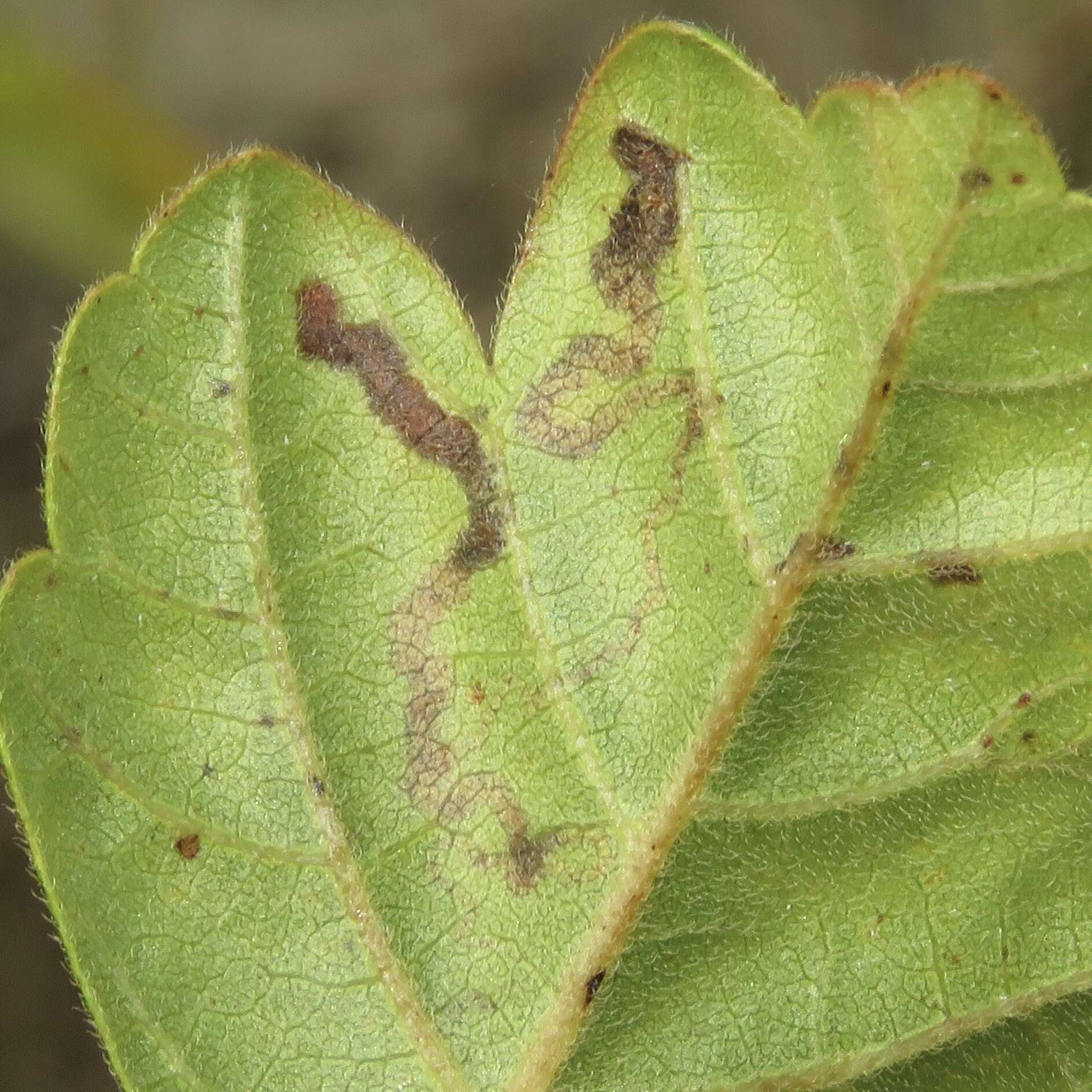 Sivun Stigmella intermedia (Braun 1917) Wilkinson et al. 1979 kuva