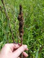 Image of rope dodder