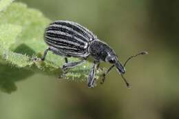 Image of Myrmex vandykei Sleeper 1970