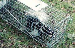 Image of Western Spotted Skunk