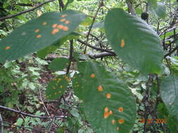 Image of Bird cherry dotty