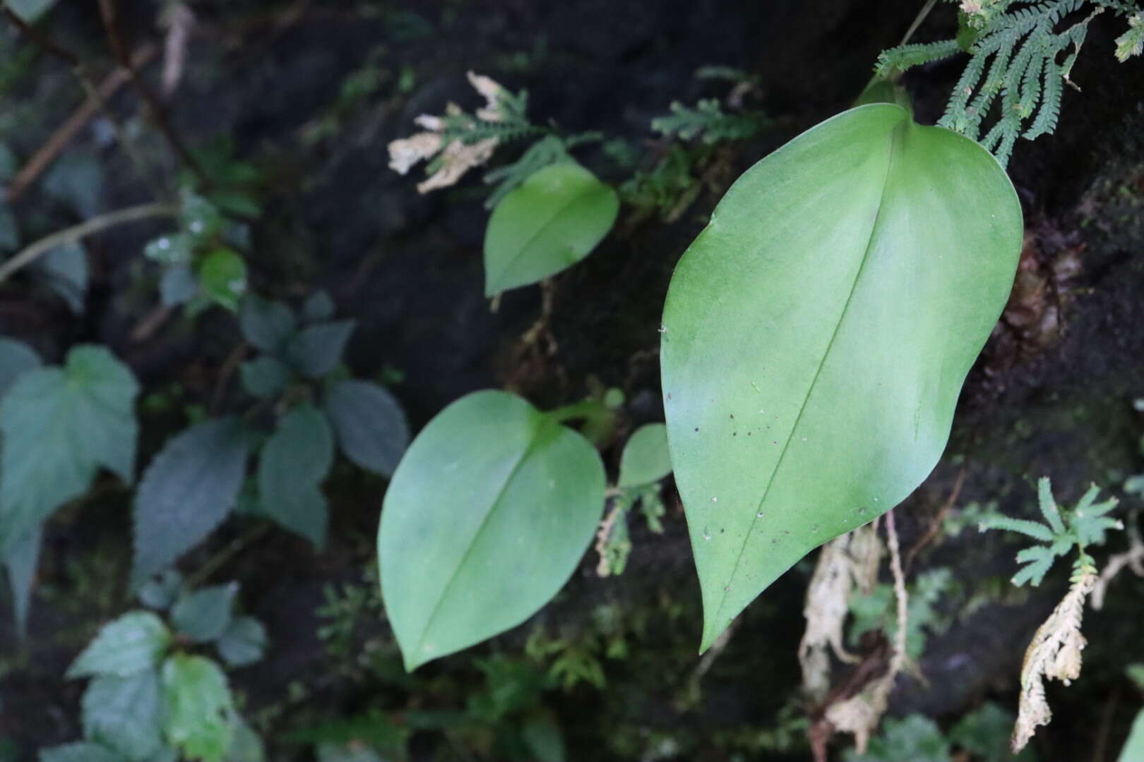 Imagem de Liparis cordifolia Hook. fil.