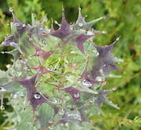 Image of Berkheya cruciata subsp. cruciata