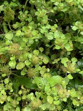 Image of Pacific Island Clearweed