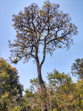 Image of Handroanthus albus (Cham.) Mattos