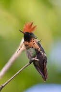 Lophornis ornatus (Boddaert 1783) resmi