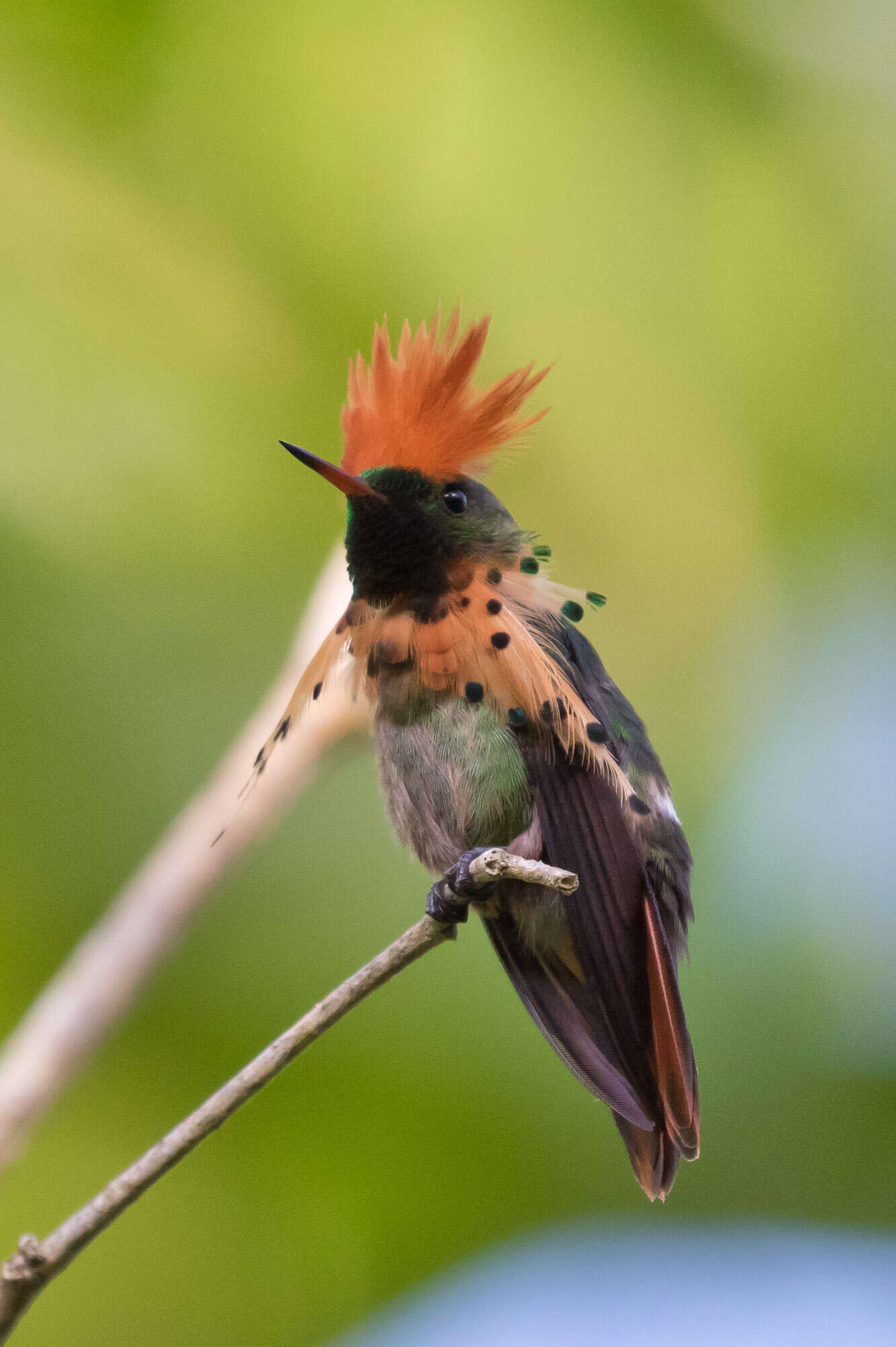 Image of Tufted Coquette