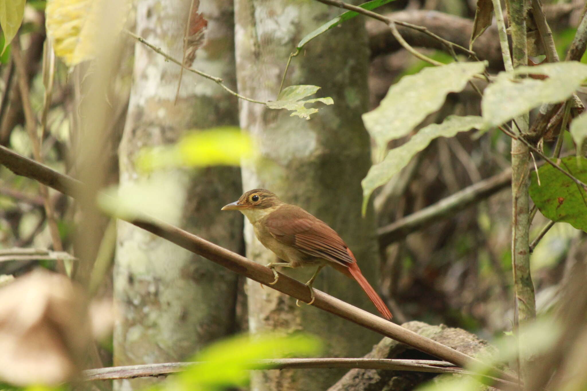 Image of Buff-throated Foliage-gleaner