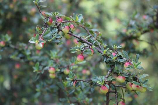 Слика од Frangula microphylla (Schult.) Grubov