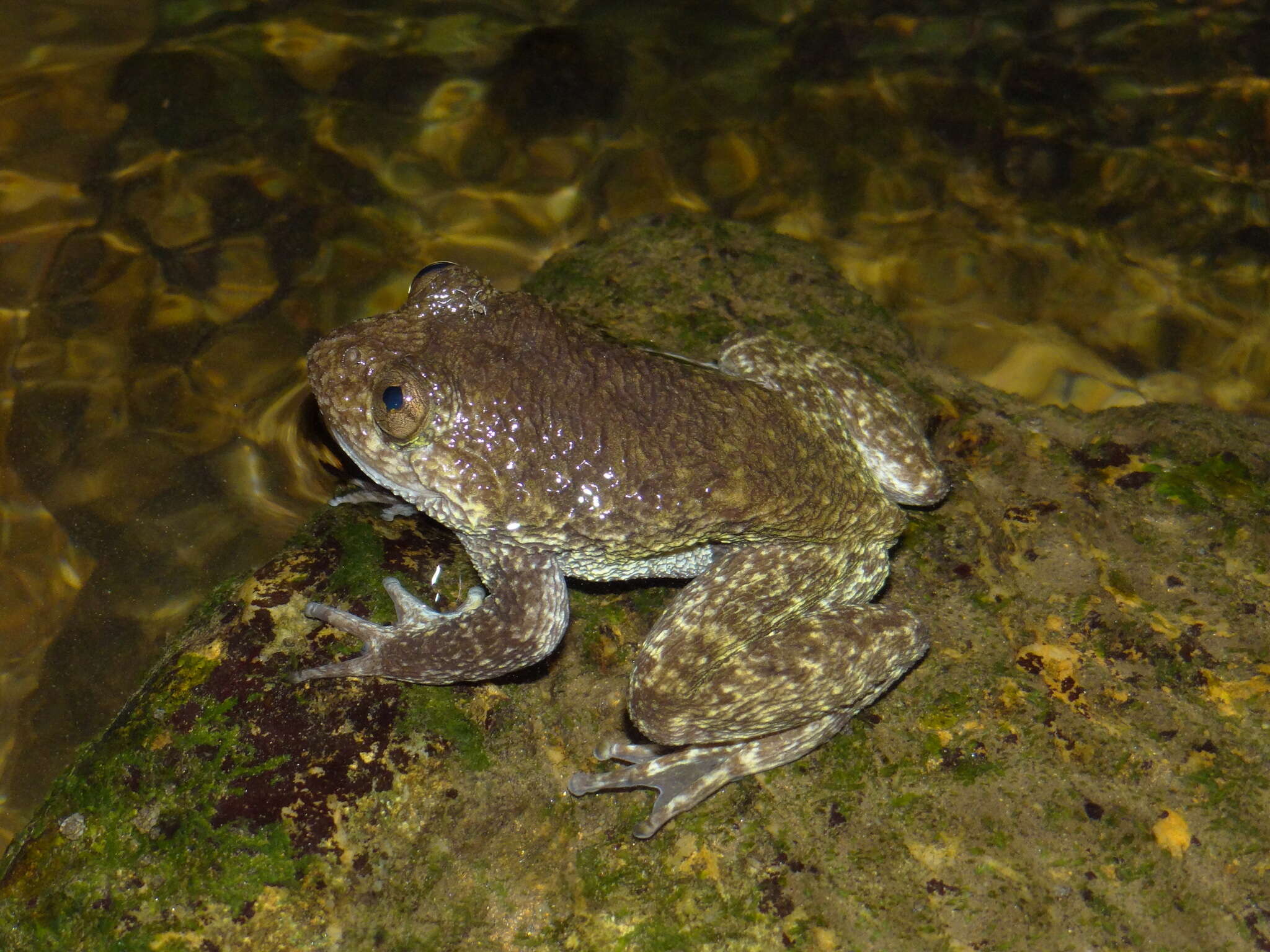 Image of Nyctibatrachus grandis Biju, Van Bocxlaer, Mahony, Dinesh, Radhakrishnan, Zachariah, Giri & Bossuyt 2011