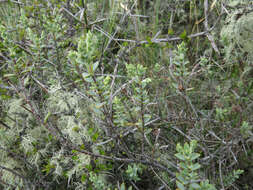 Image of Veronica pimeleoides subsp. pimeleoides