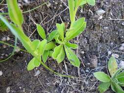 Image of Helichrysum monticola Hilliard