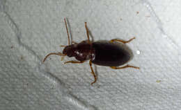 Image of Ground beetle