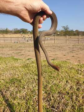 Image of Olive Whip Snake