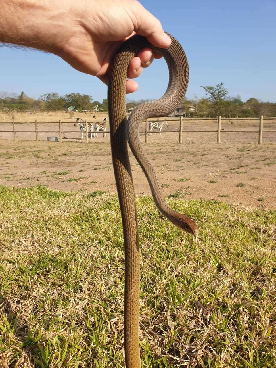 Imagem de Psammophis mossambicus Peters 1882