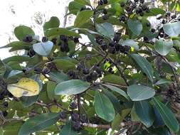 Pittosporum umbellatum Banks & Sol. ex Gaertn. resmi