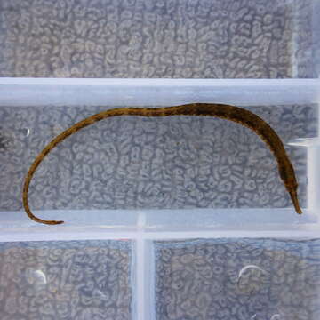 Image of Great Pipefish