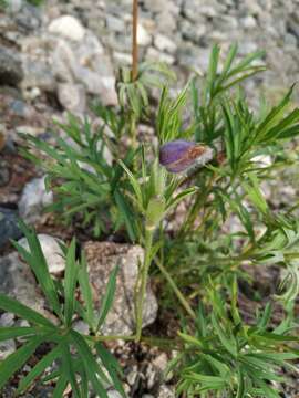 Image de Pulsatilla dahurica (Fisch. ex DC.) Spreng.