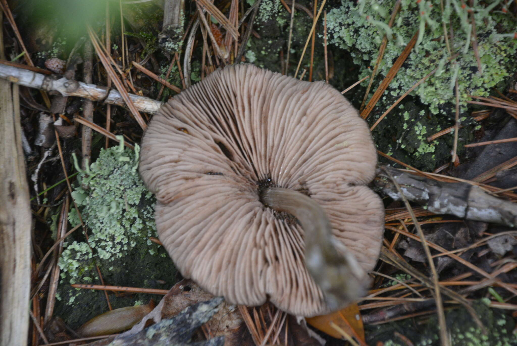 Image of Entoloma strictius (Peck) Sacc. 1887