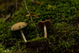 Image of Psathyrella carinthiaca Voto 2011