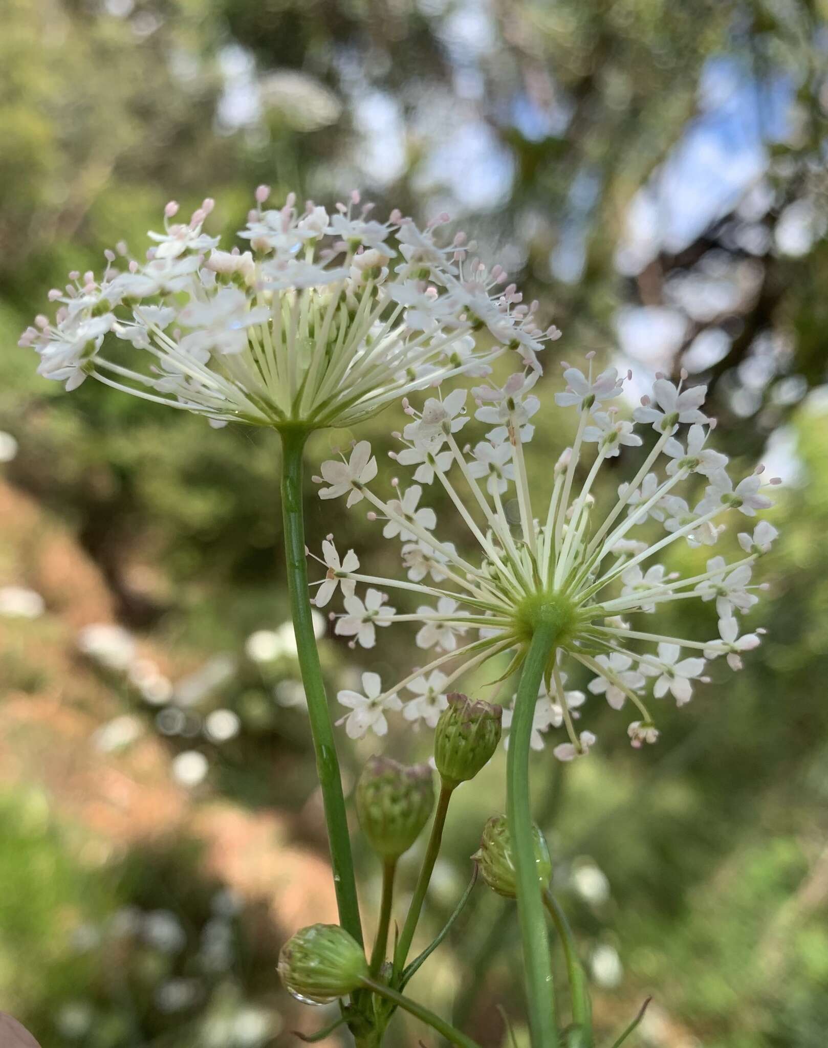 Image of Trachymene composita var. composita