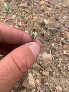 Imagem de Eriastrum sparsiflorum (Eastw.) Mason