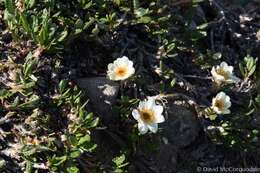 Imagem de Dryas octopetala subsp. hookeriana (Juz.) Hulten