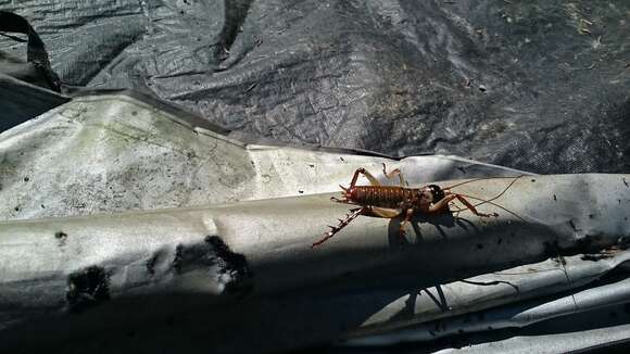 Image of Auckland tree weta