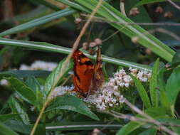 Image of Hypanartia paullus Fabricius 1793