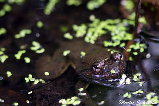 Limnonectes taylori Matsui, Panha, Khonsue & Kuraishi 2010的圖片