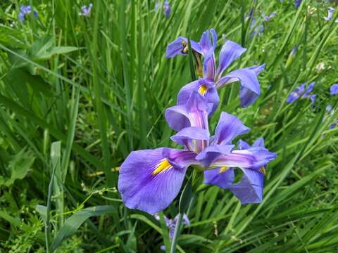 Image of giant blue iris