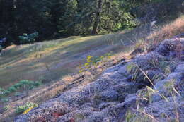 Image of Common Woolly Sunflower