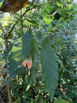 Image of Begonia maculata Raddi