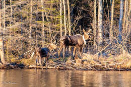 Plancia ëd Alces americanus americanus (Clinton 1822)