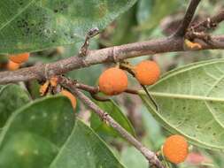 Image of Ficus heteropleura Bl.