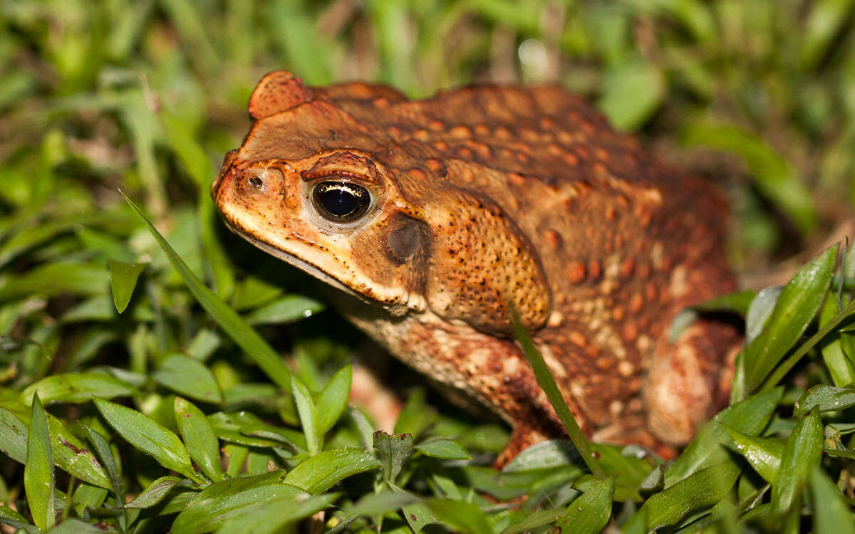 Image of Giant toad