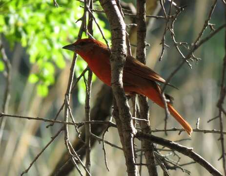 Image of Red Tanager