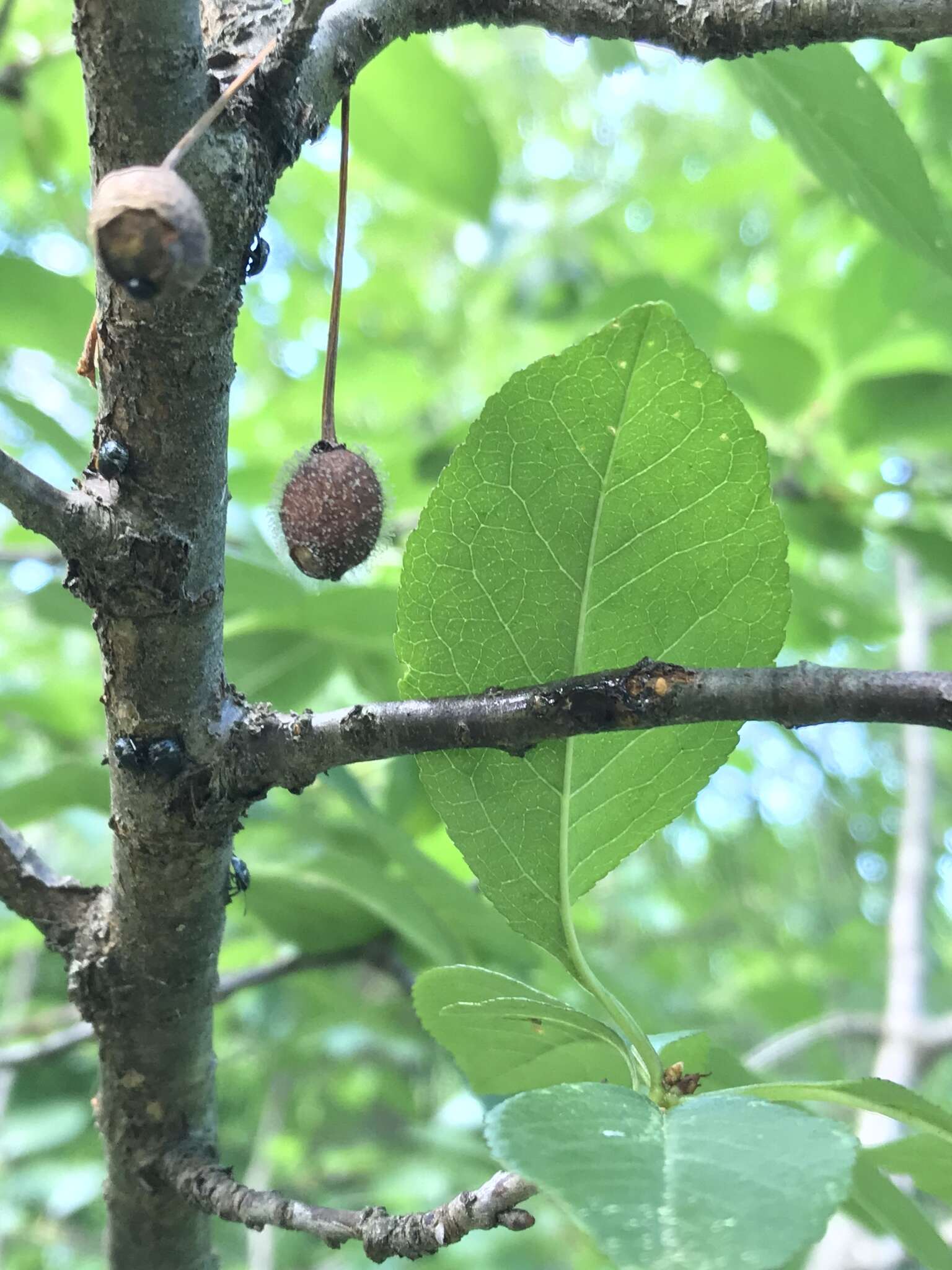 灰核盤菌的圖片